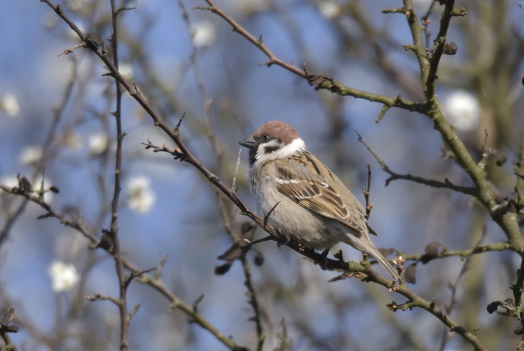 Moineau friquet - Jacques Pellerin