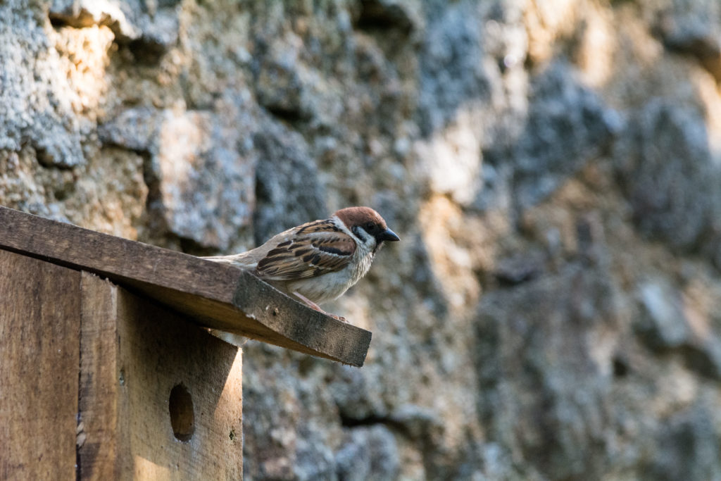 Moineau friquet sur un nichoir