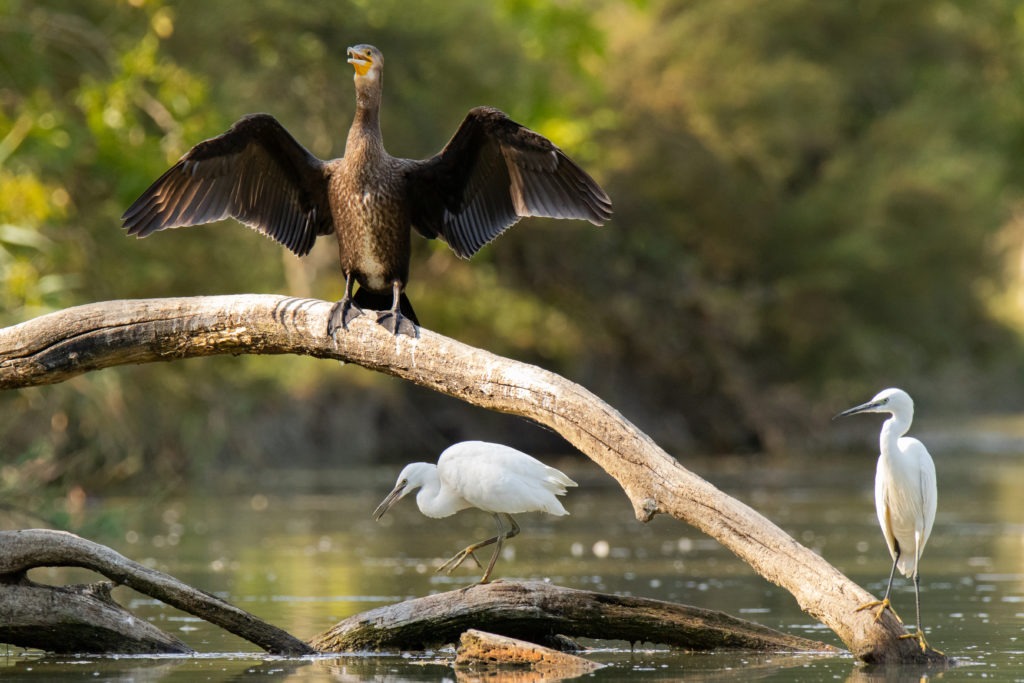 Grand Cormoran ©Romain Chisson-Lafois