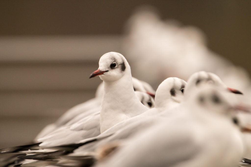 Mouette rieuse