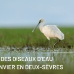 Comptage des oiseaux d’eau à la mi-janvier en Deux-Sèvres