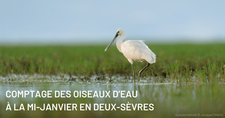 Lire la suite à propos de l’article Comptage des oiseaux d’eau à la mi-janvier en Deux-Sèvres