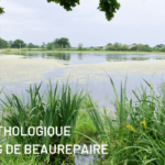 Suivi ornithologique de l’étang de Beaurepaire