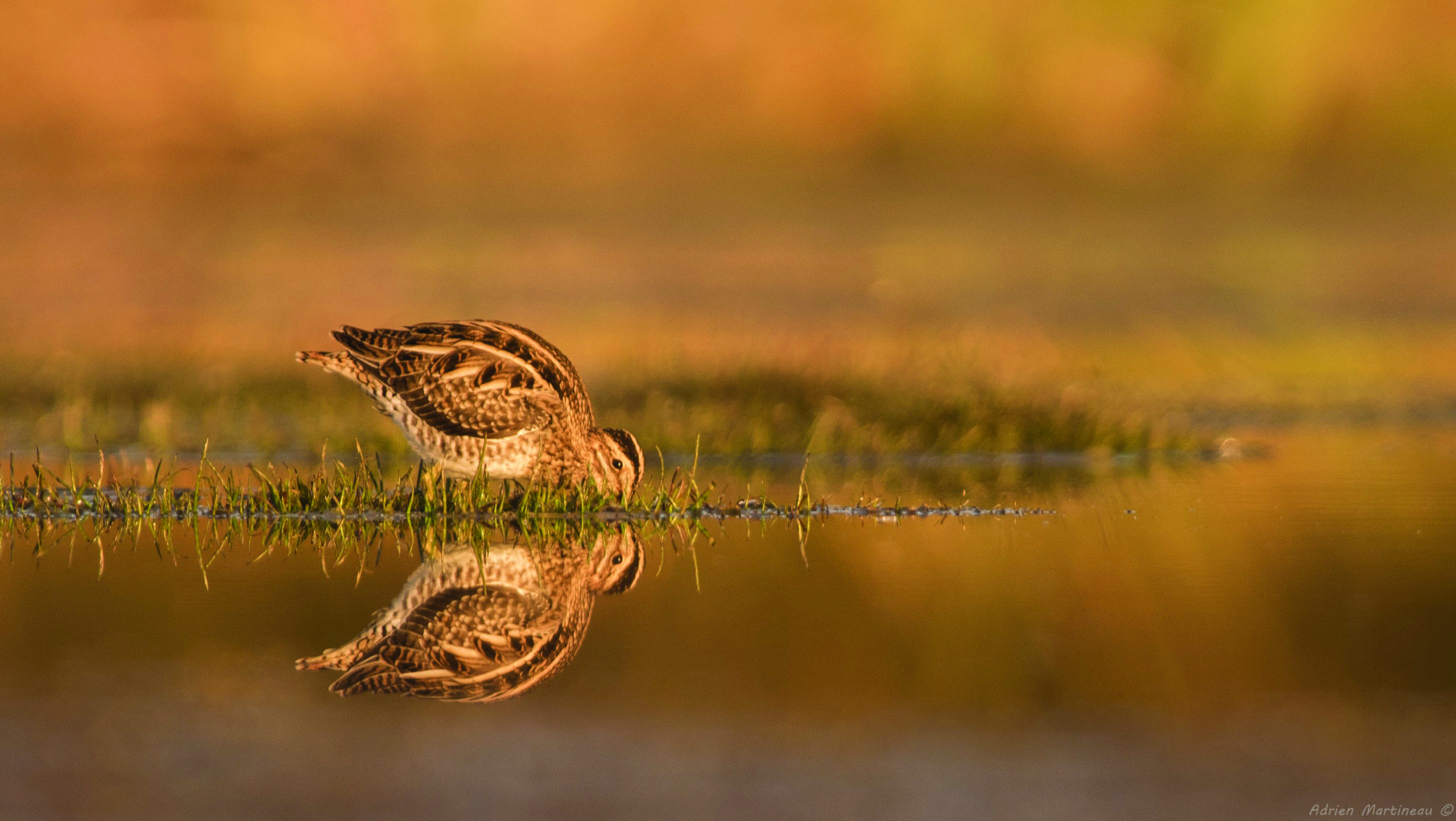 Lire la suite à propos de l’article Résultats 2025 du comptage Wetlands International